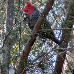 Callocephalon fimbriatum (Gang-gang Cockatoo) at Parkes, ACT - 25 Sep 2025 by LizOz