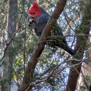 Callocephalon fimbriatum (Gang-gang Cockatoo) at Parkes, ACT - 25 Sep 2025 by LizOz