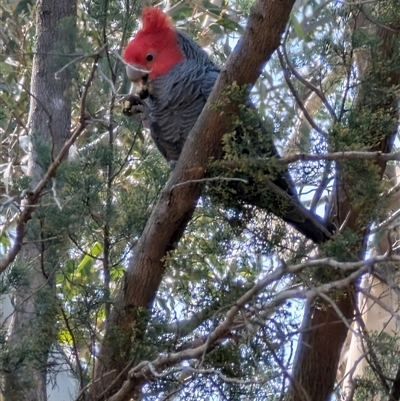 Callocephalon fimbriatum (Gang-gang Cockatoo) at Parkes, ACT - 25 Sep 2025 by LizOz