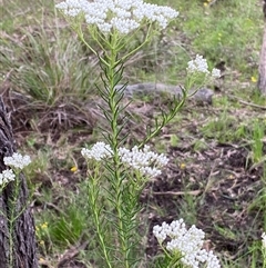 Unverified Daisy at Broke, NSW - 29 Sep 2025 by RoyP