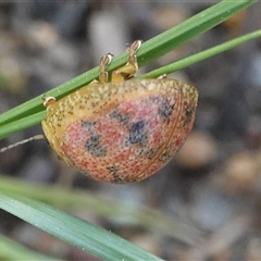 Paropsis obsoleta (Leaf beetle) at Hall, ACT - 26 Sep 2025 by Anna123