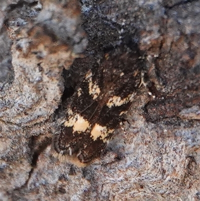 Ardozyga acroleuca (Double pale patch Gelechiid) at Hall, ACT - 26 Sep 2025 by Anna123