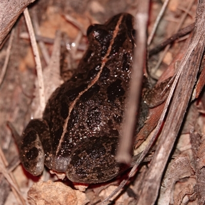 Limnodynastes tasmaniensis (Spotted Grass Frog) at Hall, ACT - 25 Sep 2025 by Anna123