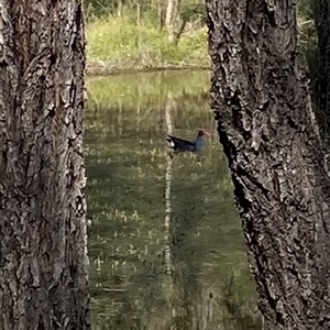 Porphyrio melanotus (Australasian Swamphen) at Broke, NSW - 28 Sep 2025 by RoyP