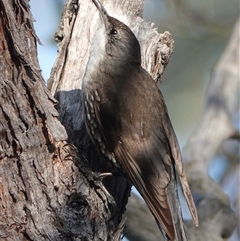 Cormobates leucophaea (White-throated Treecreeper) at Hall, ACT - 25 Sep 2025 by Anna123