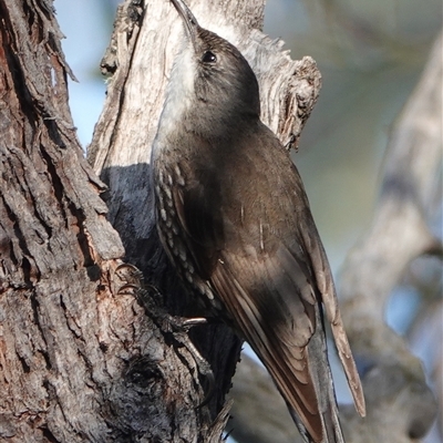 Cormobates leucophaea (White-throated Treecreeper) at Hall, ACT - 25 Sep 2025 by Anna123
