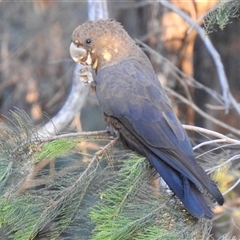 Calyptorhynchus lathami lathami (Glossy Black-Cockatoo) at The Pilliga, NSW - 26 Sep 2025 by HelenCross