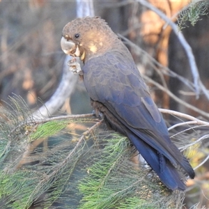 Calyptorhynchus lathami lathami (Glossy Black-Cockatoo) at The Pilliga, NSW - 26 Sep 2025 by HelenCross