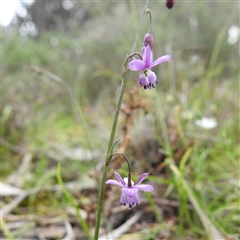 Arthropodium (genus) at Yarrie Lake, NSW - 27 Sep 2025 by HelenCross