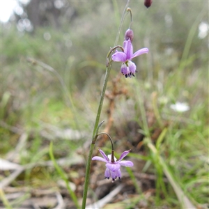 Arthropodium (genus) at Yarrie Lake, NSW - 27 Sep 2025 by HelenCross