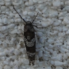 Lepidoscia (genus) ADULT (A Case moth) at Hall, ACT - 28 Aug 2025 by Anna123