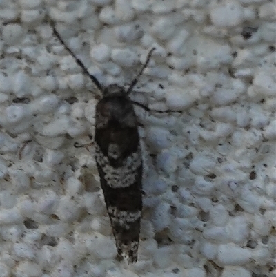 Lepidoscia (genus) ADULT (A Case moth) at Hall, ACT - 28 Aug 2025 by Anna123