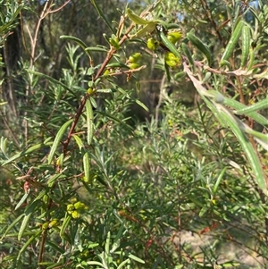 Unverified Other Shrub at Broke, NSW - 28 Sep 2025 by RoyP