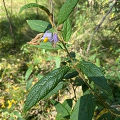 Unverified Other Wildflower or Herb at Broke, NSW - 28 Sep 2025 by RoyP