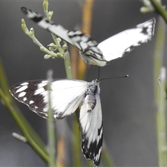 Belenois java (Caper White) at Yarrie Lake, NSW - 27 Sep 2025 by HelenCross