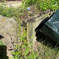 Unverified Daisy at Broke, NSW - 25 Sep 2025 by RoyP