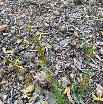 Unverified Other Wildflower or Herb at Broke, NSW - 29 Sep 2025 by RoyP