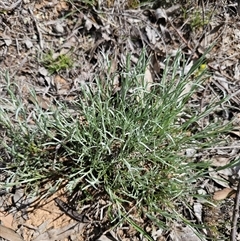 Leucochrysum albicans (Hoary Sunray) at Oaks Estate, ACT - 29 Sep 2025 by CapitalReptileSpecialists