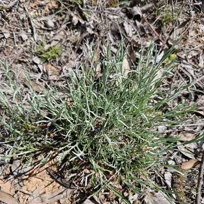 Leucochrysum albicans (Hoary Sunray) at Oaks Estate, ACT - 29 Sep 2025 by CapitalReptileSpecialists