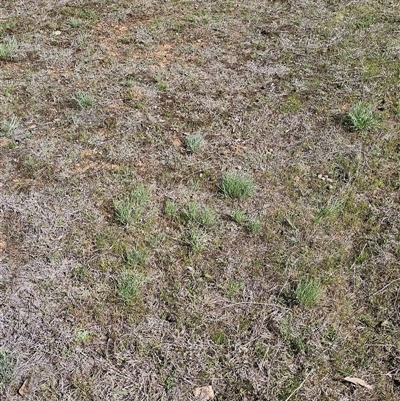 Leucochrysum albicans (Hoary Sunray) at Oaks Estate, ACT - 29 Sep 2025 by CapitalReptileSpecialists
