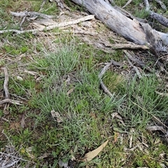 Leucochrysum albicans (Hoary Sunray) at Oaks Estate, ACT - 29 Sep 2025 by CapitalReptileSpecialists