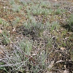Leucochrysum albicans (Hoary Sunray) at Oaks Estate, ACT - 29 Sep 2025 by CapitalReptileSpecialists