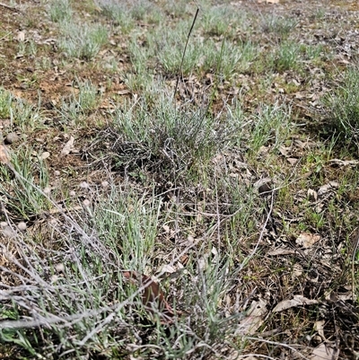 Leucochrysum albicans (Hoary Sunray) at Oaks Estate, ACT - 29 Sep 2025 by CapitalReptileSpecialists
