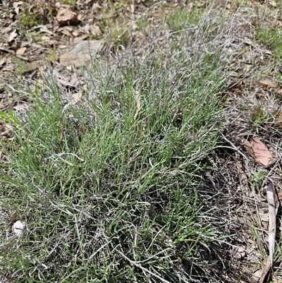 Leucochrysum albicans (Hoary Sunray) at Oaks Estate, ACT - 29 Sep 2025 by CapitalReptileSpecialists