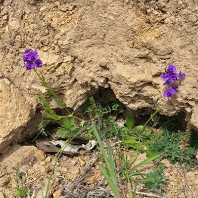 Swainsona monticola (Notched Swainson-Pea) at Kambah, ACT - 28 Sep 2025 by gregbaines