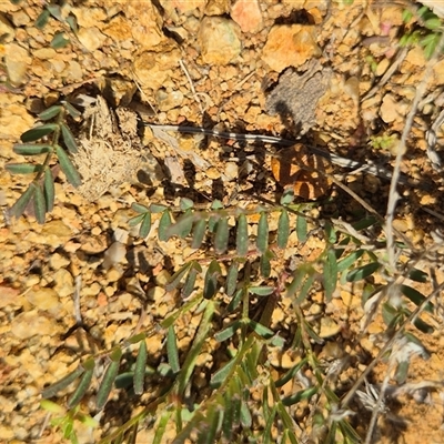 Swainsona monticola (Notched Swainson-Pea) at Kambah, ACT - 28 Sep 2025 by gregbaines