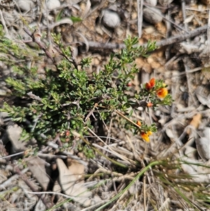 Pultenaea microphylla (Egg and Bacon Pea) at Oaks Estate, ACT - 29 Sep 2025 by CapitalReptileSpecialists