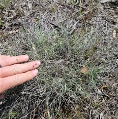 Leucochrysum albicans (Hoary Sunray) at Oaks Estate, ACT - 29 Sep 2025 by CapitalReptileSpecialists