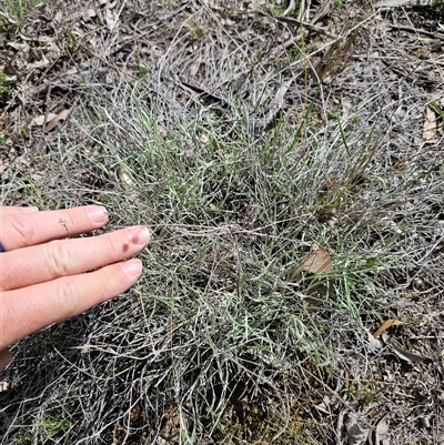 Leucochrysum albicans (Hoary Sunray) at Oaks Estate, ACT - 29 Sep 2025 by CapitalReptileSpecialists