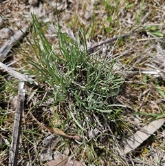 Leucochrysum albicans (Hoary Sunray) at Oaks Estate, ACT - 29 Sep 2025 by CapitalReptileSpecialists