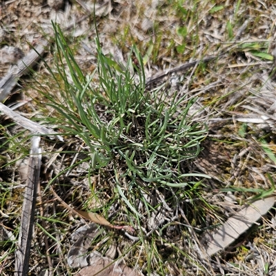 Leucochrysum albicans (Hoary Sunray) at Oaks Estate, ACT - 29 Sep 2025 by CapitalReptileSpecialists