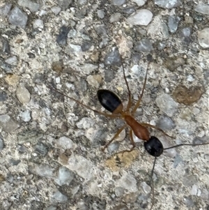 Camponotus consobrinus (Banded sugar ant) at Lyons, ACT - 29 Sep 2025 by ran452