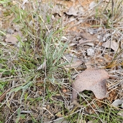 Leucochrysum albicans (Hoary Sunray) at Oaks Estate, ACT - 29 Sep 2025 by CapitalReptileSpecialists