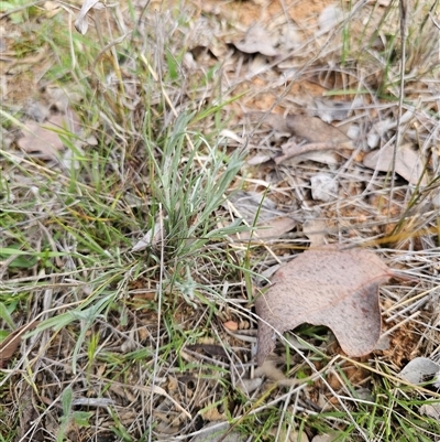 Leucochrysum albicans (Hoary Sunray) at Oaks Estate, ACT - 29 Sep 2025 by CapitalReptileSpecialists