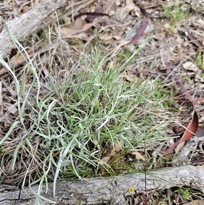 Leucochrysum albicans (Hoary Sunray) at Oaks Estate, ACT - 29 Sep 2025 by CapitalReptileSpecialists