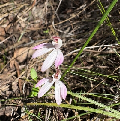 Caladenia fuscata (Dusky Fingers) at Aranda, ACT - 23 Sep 2025 by LeahColebrook