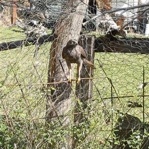 Tachyspiza fasciata (Brown Goshawk) at The Whiteman, NSW - 26 Sep 2025 by geoffcrispin