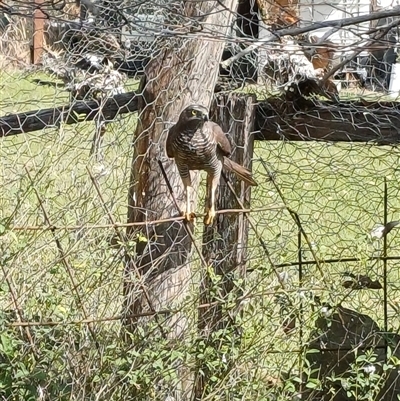 Tachyspiza fasciata (Brown Goshawk) at The Whiteman, NSW - 26 Sep 2025 by geoffcrispin