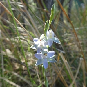 Unverified Orchid at Lanitza, NSW - 29 Sep 2025 by Carolina