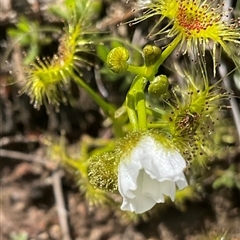 Drosera gunniana (Pale Sundew) at Yarralumla, ACT - 27 Sep 2025 by Jennybach