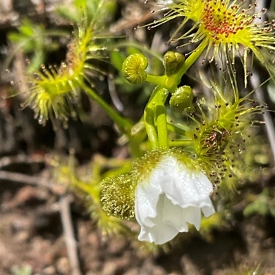 Drosera gunniana (Pale Sundew) at Yarralumla, ACT - 27 Sep 2025 by Jennybach