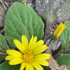 Cymbonotus (genus) (Bears Ears) at Yarralumla, ACT - 27 Sep 2025 by Jennybach