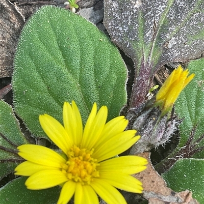 Cymbonotus (genus) (Bears Ears) at Yarralumla, ACT - 27 Sep 2025 by Jennybach