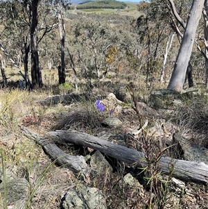 Stypandra glauca (Nodding Blue Lily) at Yarralumla, ACT - 27 Sep 2025 by Jennybach