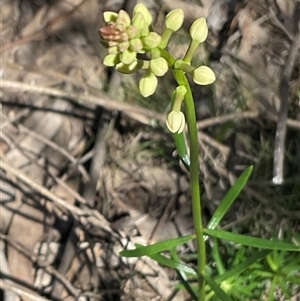 Stackhousia monogyna (Creamy Candles) at Yarralumla, ACT - 27 Sep 2025 by Jennybach
