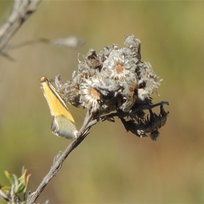 Philobota undescribed species near arabella (A concealer moth) at Pialligo, ACT - 26 Oct 2024 by MichaelBedingfield